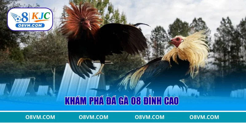 Khám phá đá gà O8 đỉnh cao
